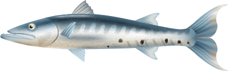 Barracuda