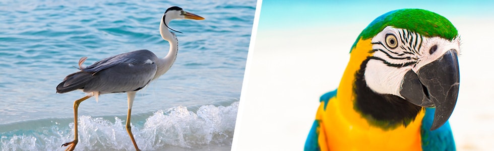 Birds in Maldives