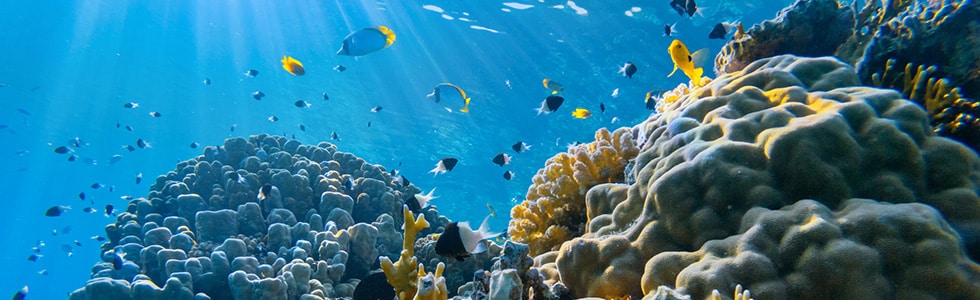 Coral reef in Maldives