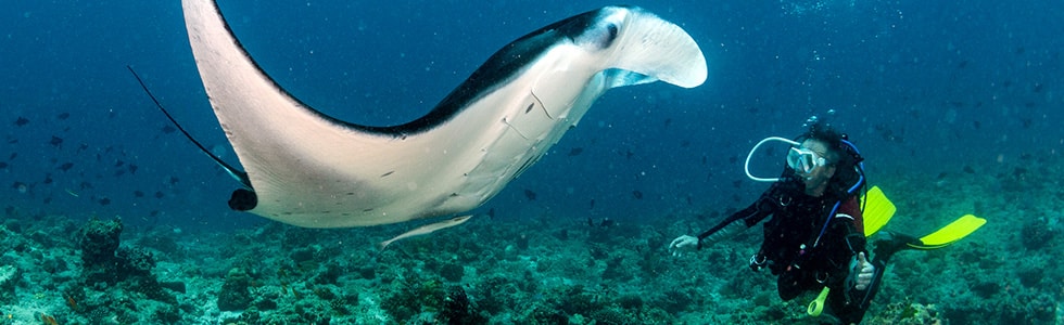 Diver in Maldives