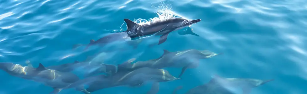 Dolphins in Maldives