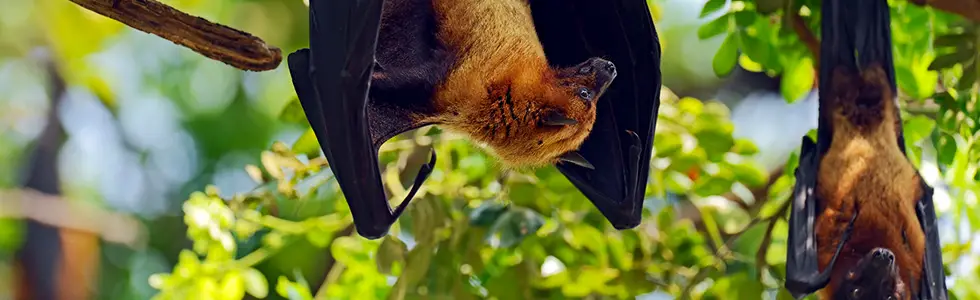 Maldives bats