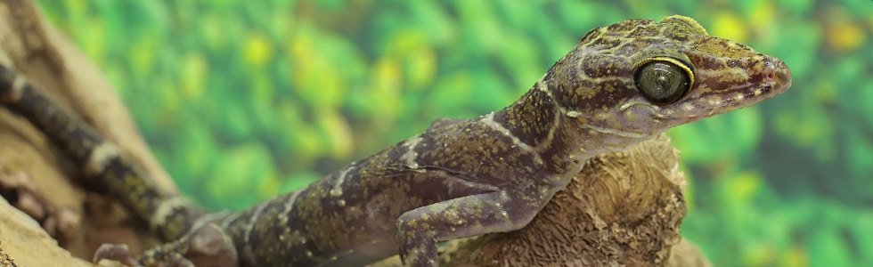 Maldives lizards