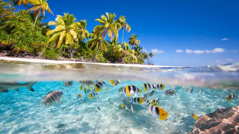 Maldives nature
