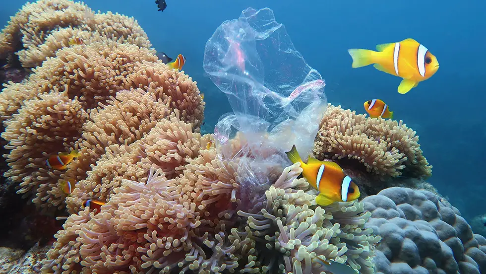 Maldives plastic pollution