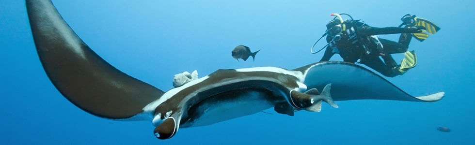 Manta and driver in Maldives