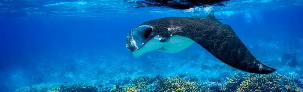 Manta Rays in Maldives