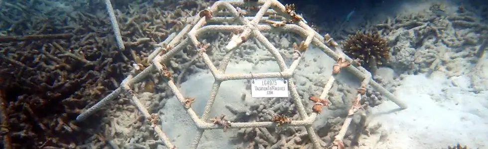 Our coral frame in Maldives