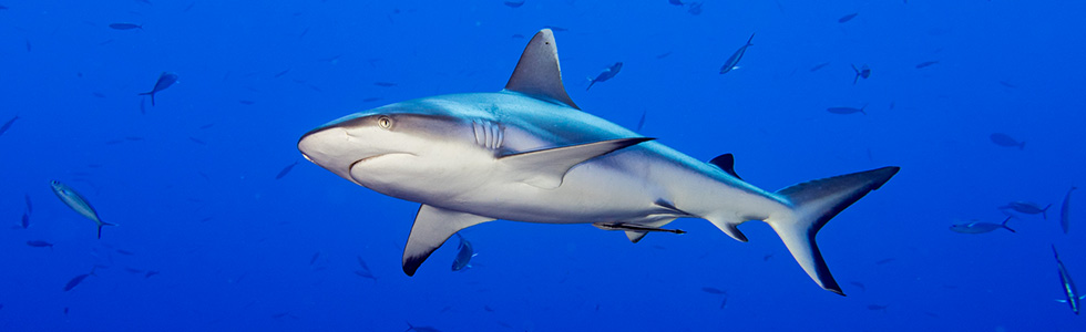 Reef sharks in Maldives