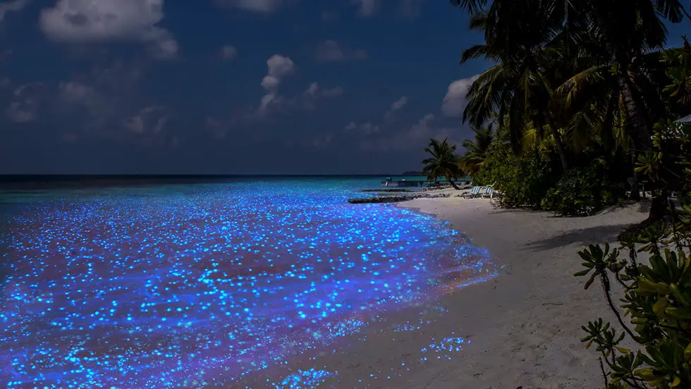 Sea of Stars Glowing Beach, Maldives
