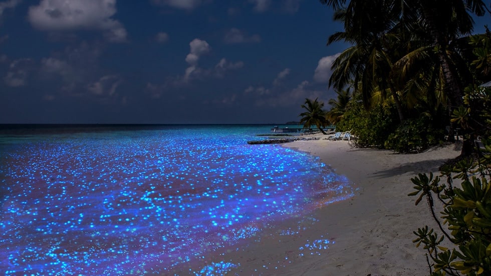 Bioluminescent Beach In Maldives Maldives Beach Sea Of Stars | My XXX ...