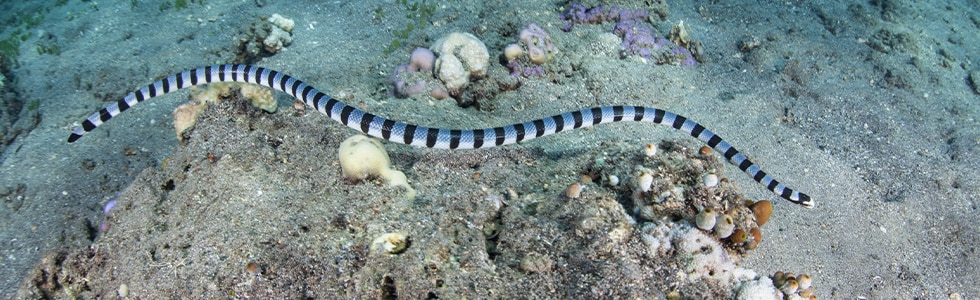 Sea snake, Maldives