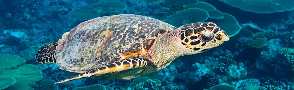 Turtles in Maldives