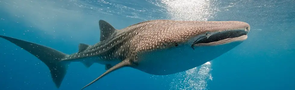 Whale Sharks in Maldives