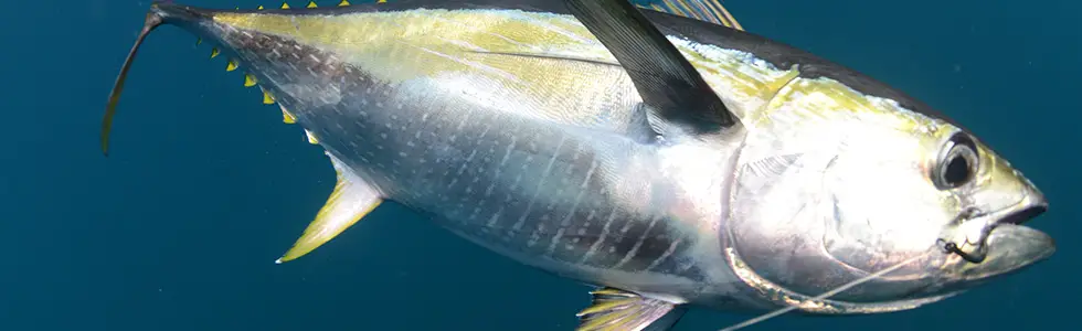 Yellowfin tuna in Maldives